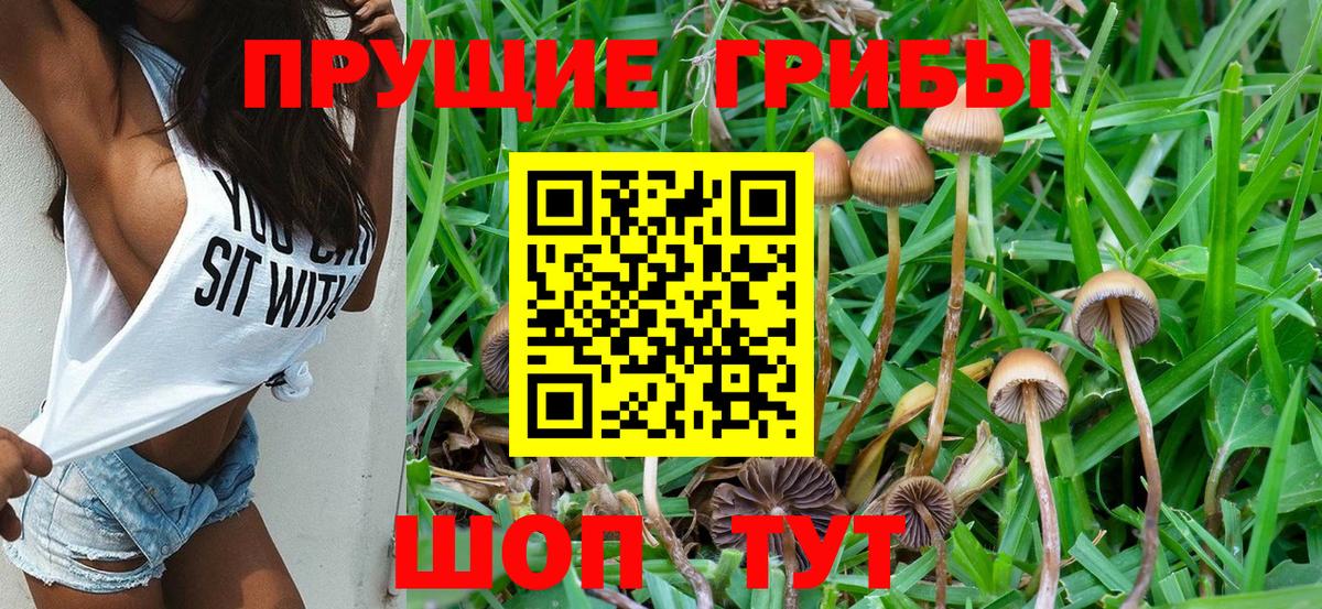 Псилоцибиновые грибы Cubensis Ялуторовск